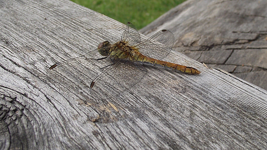 Dragonfly, ważka, zomer, insecten, natuur, kwetsbare, schoonheid