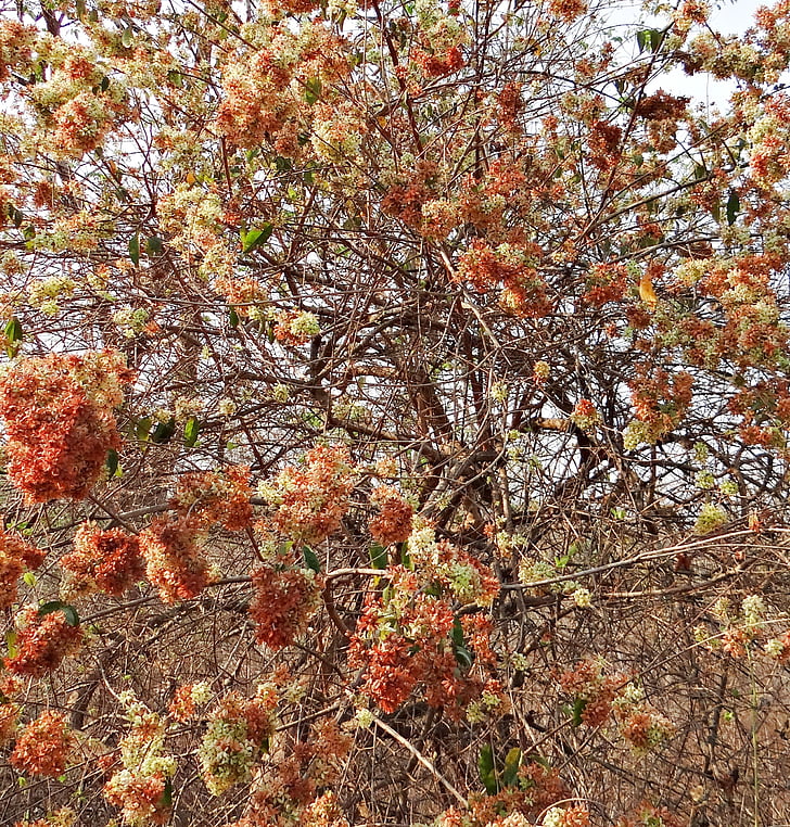 vild blomma, Blossom, överflöd, skogen, västra ghats, Indien, hösten
