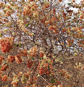 Wilde Blume, Blüte, Hülle und Fülle, Wald, Westghats, Indien, Herbst