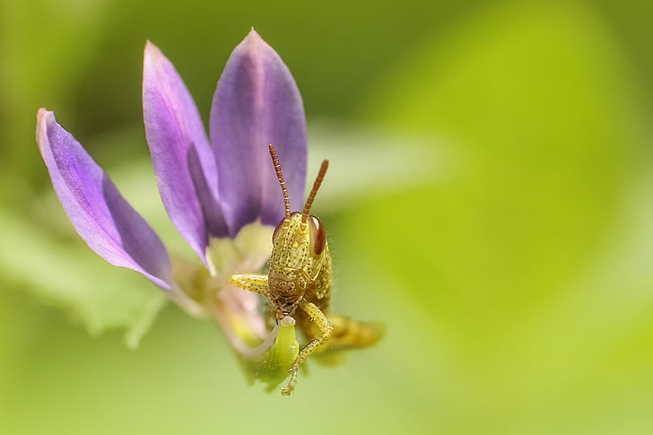 grasshopper, insect, macro, flower