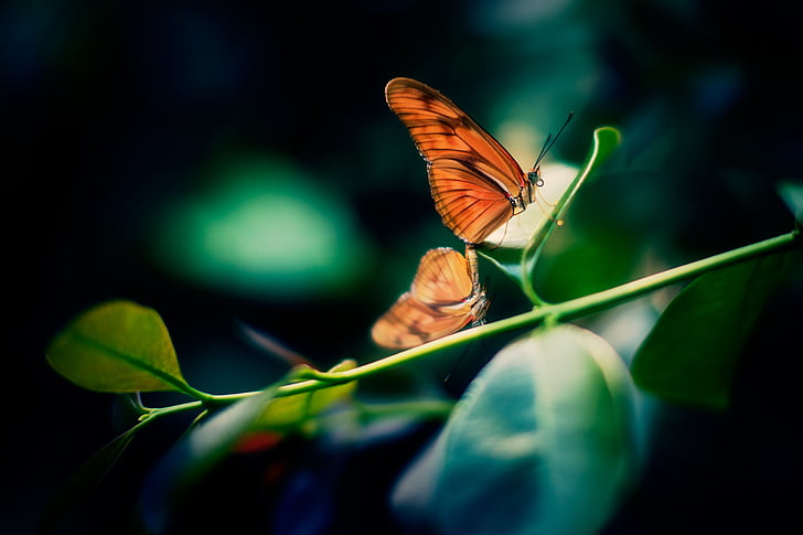 màu da cam, dài, cánh, bướm, perched, màu xanh lá cây, lá