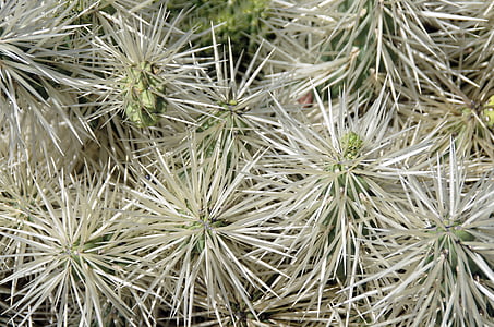 Lanzarote, Cactus, spine, spolette, grigio, Canarie, deserto