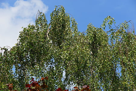 βετούλης (σημύδας), δέντρα, φύση, πράσινο, φλοιός, φύλλα, τοπίο