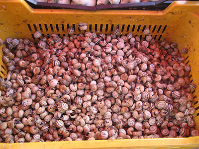 caracóis, mercado de palermo, Itália