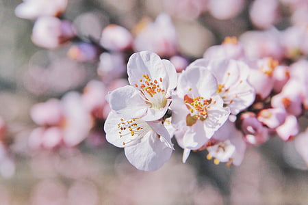 bella, Bloom, Blooming, Blossom, Bud, germogli, fiore di ciliegio