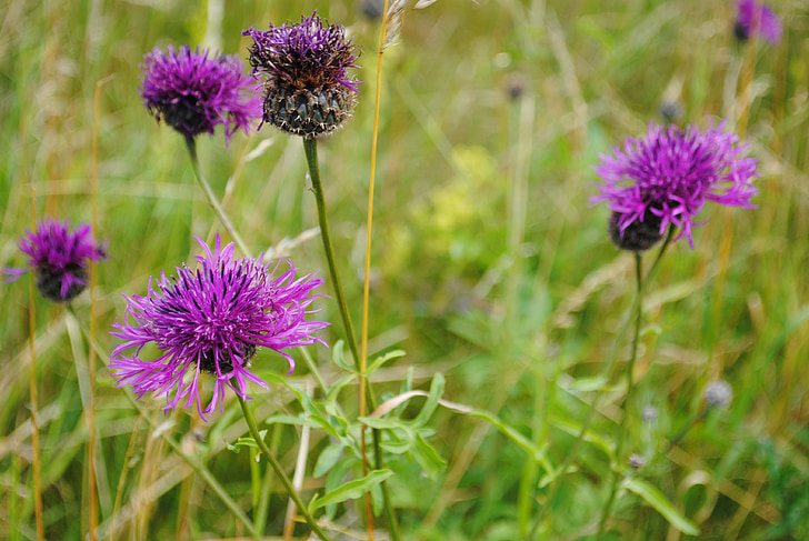 flower, thistle, have