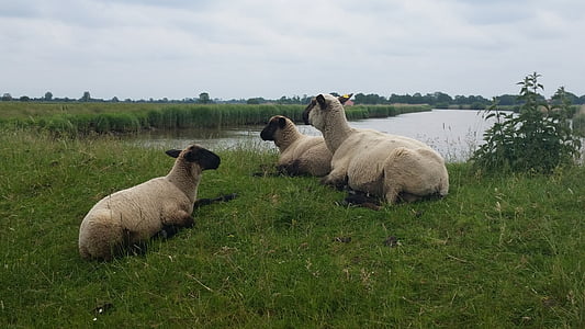 ovce, istočne Frizije, jezero, ribnjak, livada, životinje
