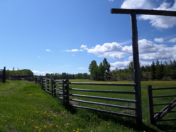 staket, Ranch, gård, gräs, koppling