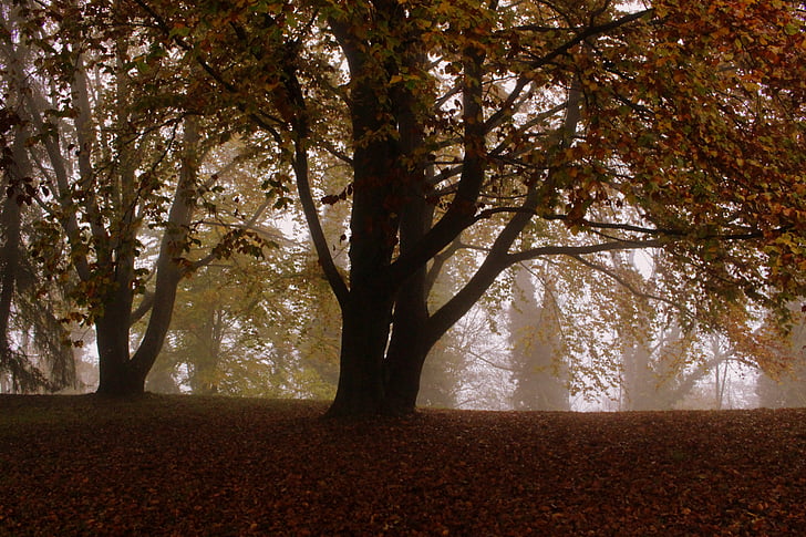 træ, bøg, efterår, blade, humør, natur, skov