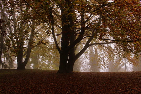 drzewo, Buk, jesień, pozostawia, nastrój, Natura, lasu