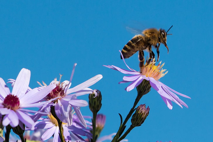 abeille, insecte, abeille à miel, fermer, macro, animal, asters