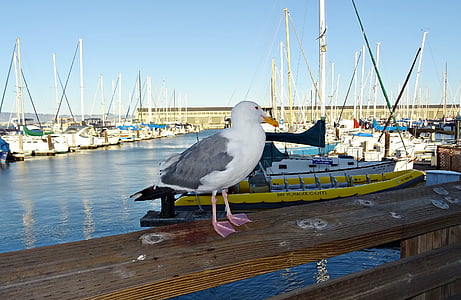 Gråtrut, amerikansk, Larus smithsonianus, Kalifornien, Seagull, mås, Pier