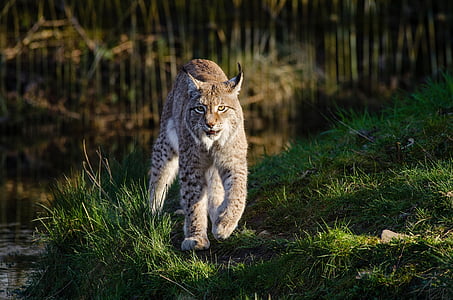 bobcat, wildlife, lynx, predator, nature, outdoors, wild