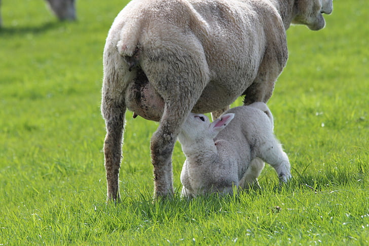xai, ovelles, femelles, lactància materna, animal, deichschaf, jove