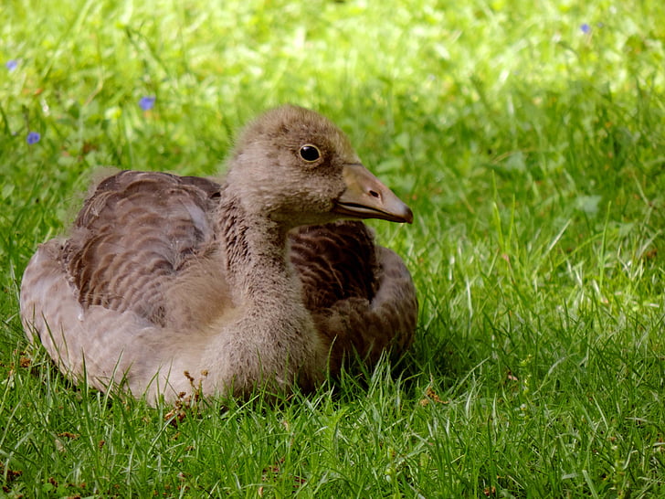 greylag goose, young animal, young bird, young, lying, meadow, duck bird