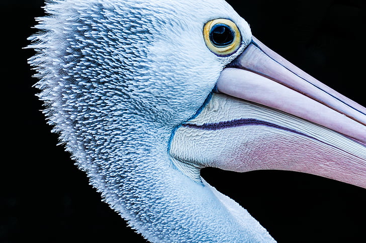 animal, beak, bird, close-up, pelican, wildlife, nature