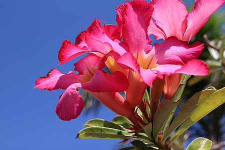 Impala-Lilie, Lilie, Kelch, Blume, rosa Blume, Blütenblatt, Blumen
