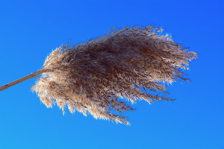 Reed, soffici, Chiuda in su, blu, cielo, luce del sole, natura