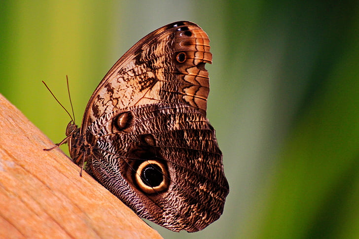 bướm, Thiên nhiên, vĩ mô, Làm đẹp, động vật, màu