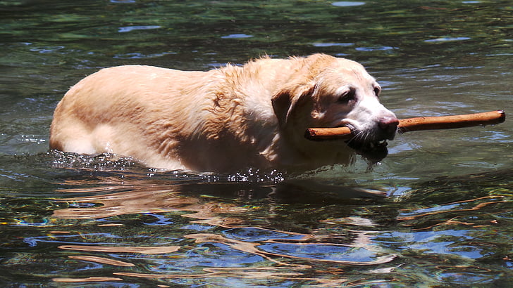 куче, плуване, вода, лято, животните, домашен любимец, кученце