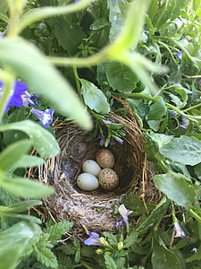 vogels, nest, lente, ei