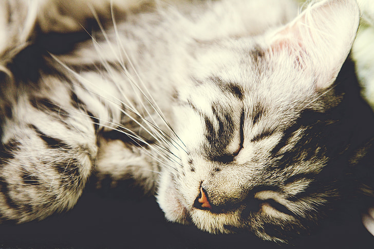 Kot, słodkie, zwierzętom, zwierzęta, snu, kocie oczy, młody kot