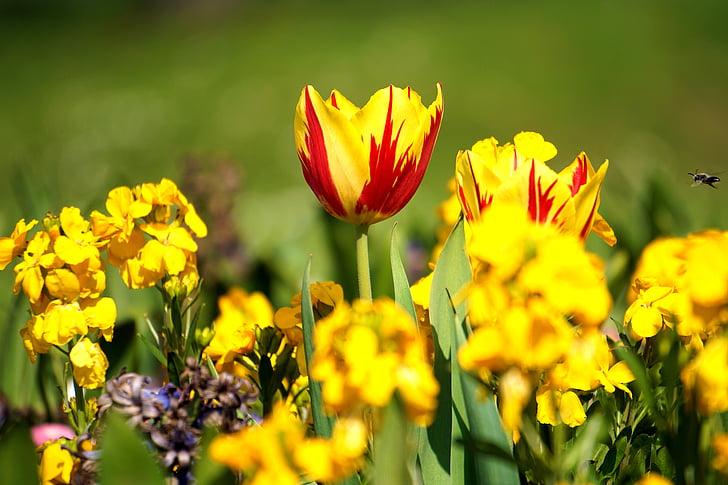 flor, groc, flors grogues, natura, primavera, floral, l'estiu