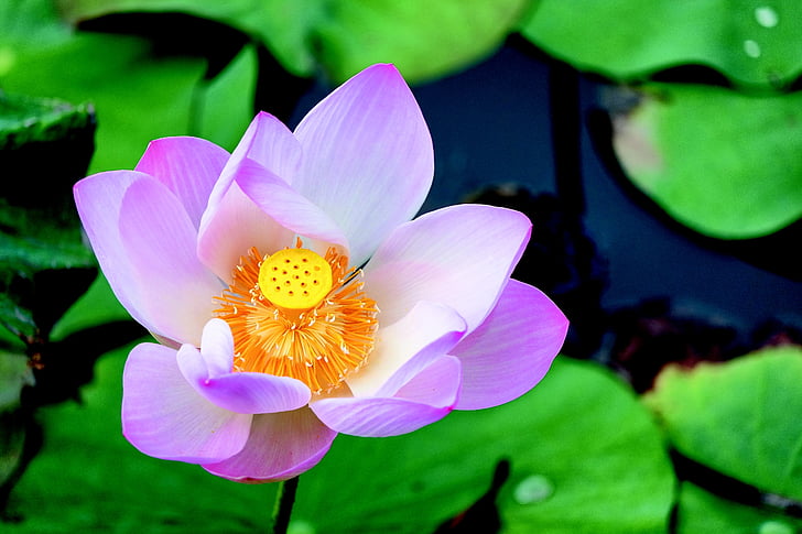 water lilies, pond, flower, pink, soothing, plants, water