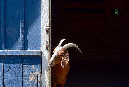 goat, barn, face, horns, head, animal, nature