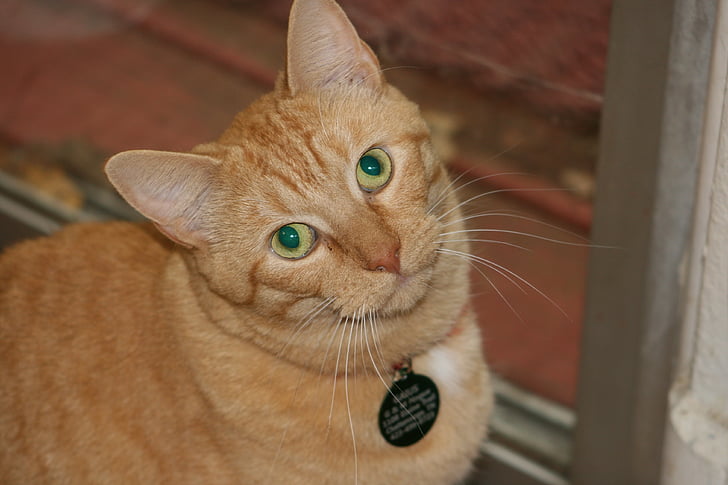 Kot, pomarańczowy, zwierzętom, Kitty, zaprawa murarska, zielone oczy