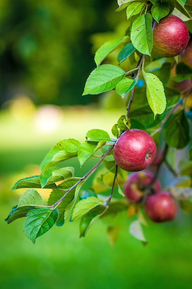 selektivni, poudarek, fotografije, rdeča, jabolko, sadje, drevo