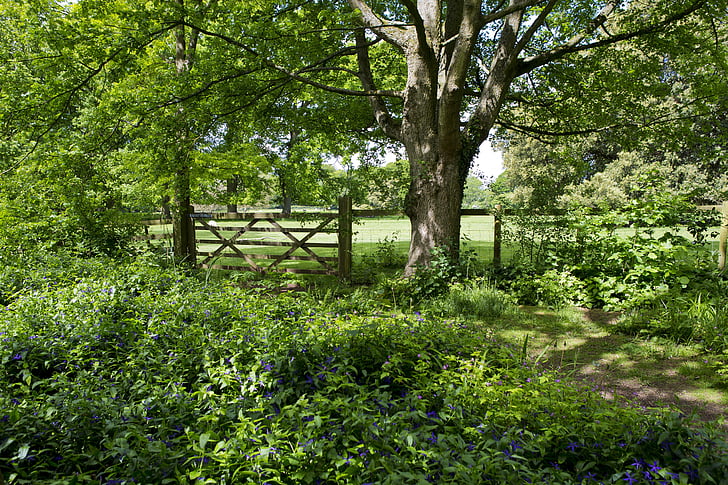 Bosco a piedi, vecchio albero di quercia, cancello del campo, recinzione, pascolo, Dapple ombra, vinca blu