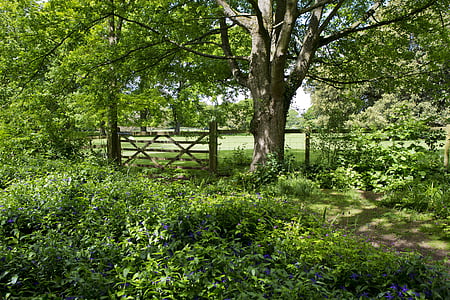 paseo arbolado, viejo árbol del roble, puerta de campo, cerca de, del pasto, sombra de ejemplares, vinca azul