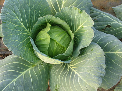 vegetables, cabbage, plant, green, leaf, green color, vegetable