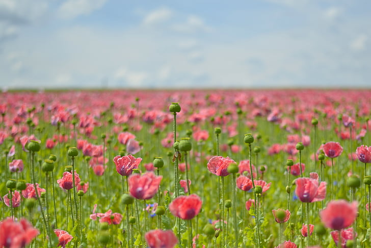 Rosella, camp de roselles, mohngewaechs, florent mohnfeld, flor de rosella, flor, violeta