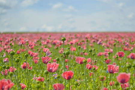 Poppy, bidang poppies, mohngewaechs, mohnfeld berkembang, bunga opium, bunga, ungu