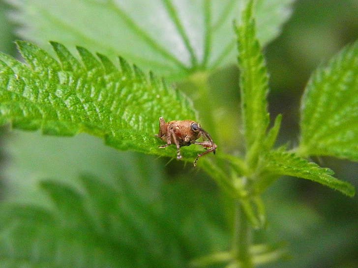 Beetle, Weevils, curculio glandium, curcullo versiosus, looma, metsa
