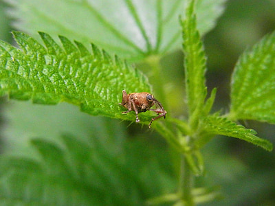 бръмбар, Weevils, curculio glandium, curcullo versiosus, животните, гора