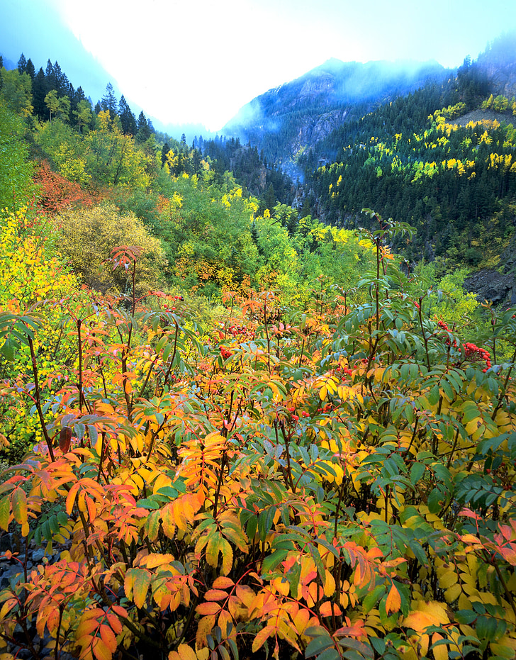 Aspen, jesień, Colorado, drzewo, żółty, lasu, upadek