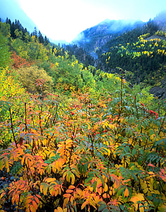 Aspen, herfst, Colorado, boom, geel, bos, Val