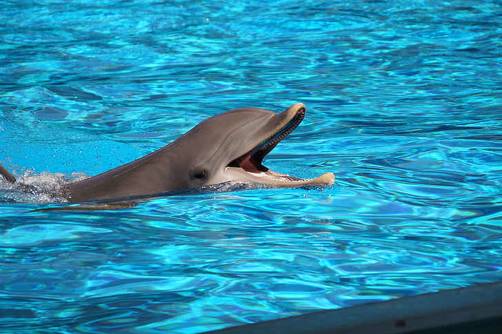 Dolphin, vatten, djurliv