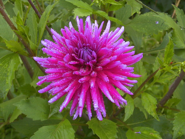 Dahlia, màu tím, màu hồng, Hoa, nở hoa, thực vật, thực vật học