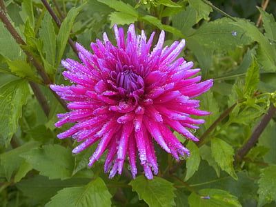 Dahlia, ungu, merah muda, bunga, mekar, tanaman, botani