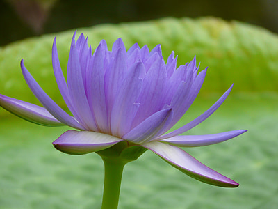 water lily, thực vật thủy sinh, Hoa, màu tím, Ao