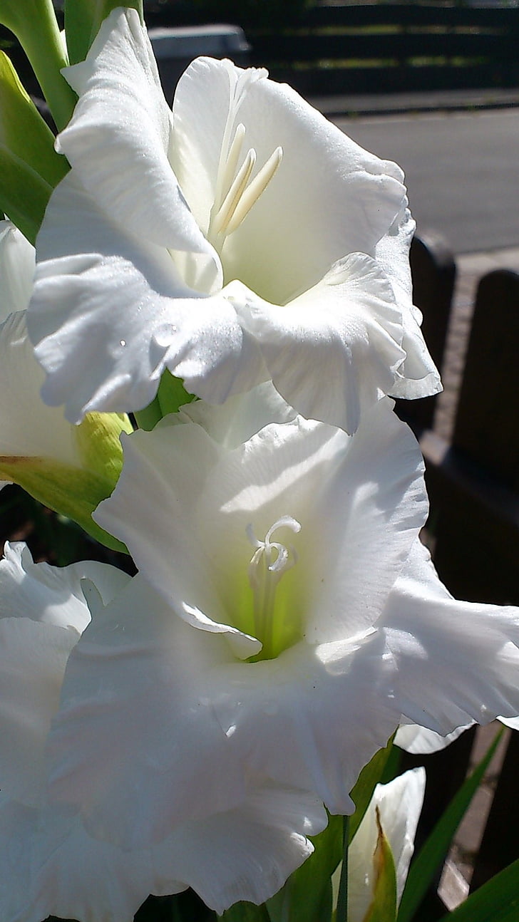 gladiolus, flower, white, blossom, bloom, iris, close