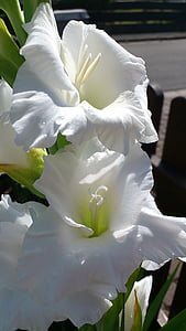 gladiolo, flor, Blanco, flor, floración, Iris, cerrar