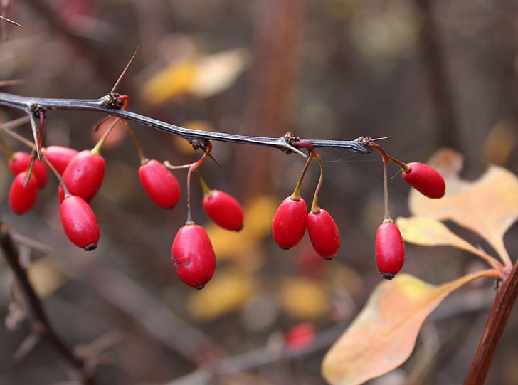 barberry, berry, spikes, bush, autumn, leaves, branch