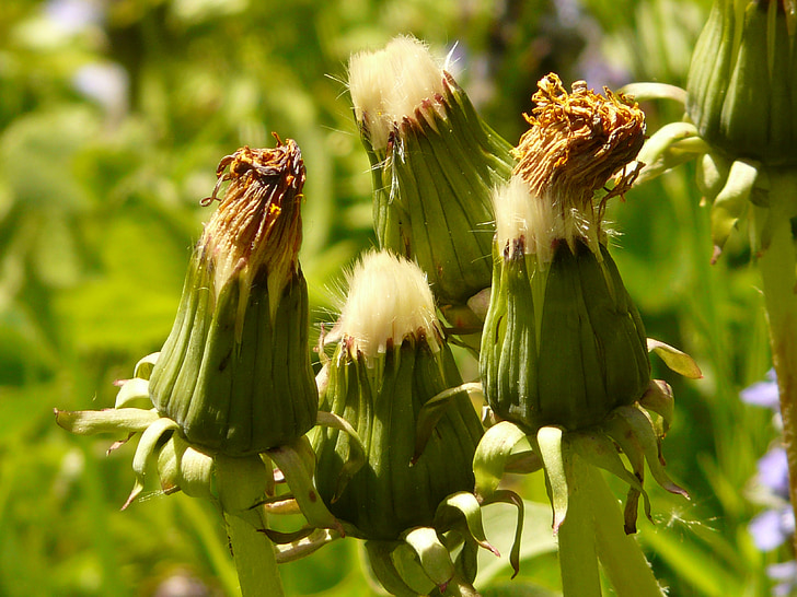 dandelion Umum, menunjuk bunga, Perbungaan, pudar, Taraxacum sekte ruderalia, Dandelion, Taraxacum