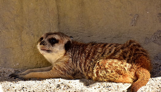 Meerkat, drăguţ, curios, animale, natura, mamifer, fotografie Wildlife