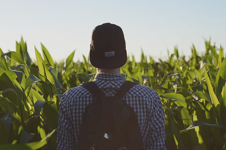 backpack, field, man, person, sky, agriculture, crop